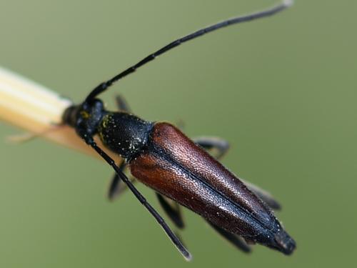 Réf. 236 360 : Stenurella melanura
